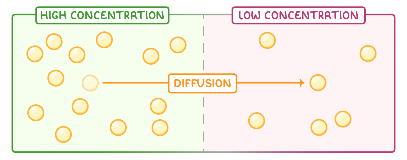 A rectangle split by a dashed line, the green left half crowded with yellow particles and labelled high concentration, the pink right half sparser and labelled low concentration, with an arrow across labelled diffusion.