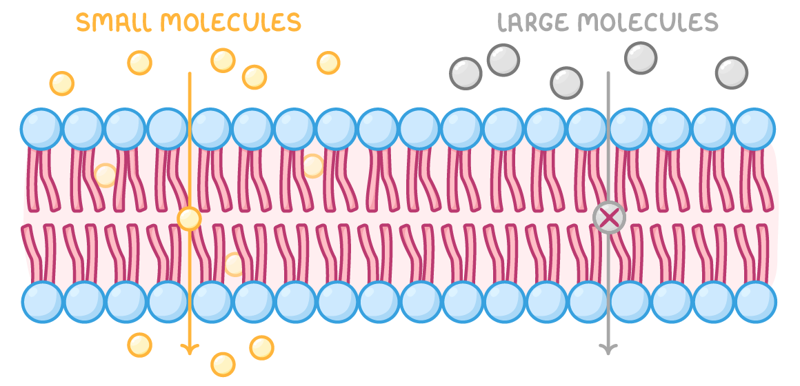 A cell membrane of two rows of round heads with tails between, small yellow molecules passing straight through beneath the label small molecules, and grey ones stopped by a crossed circle beneath large molecules.