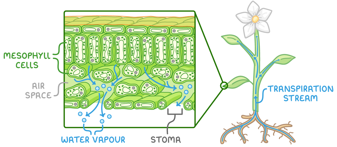An enlarged leaf cross-section beside a whole plant, blue arrows leaving mesophyll cells into the air space and out through a stoma as water vapour, with arrows up the plant labelled transpiration stream.