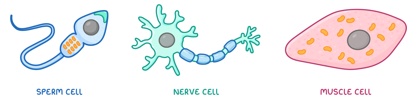 Three animal cells in a row, named sperm cell, nerve cell and muscle cell: one tailed with orange mitochondria in its middle, one branched with a long fibre, one broad and dotted with mitochondria.