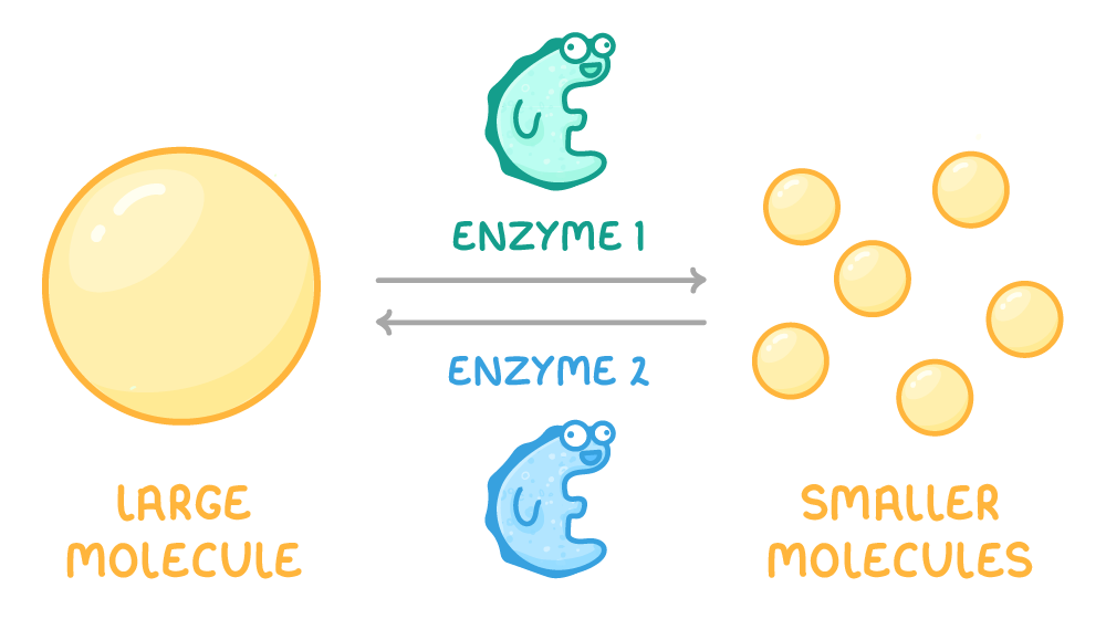 A big yellow sphere labelled large molecule and a cluster of small ones labelled smaller molecules, with arrows both ways between them marked enzyme 1 and enzyme 2, each with a cartoon enzyme.