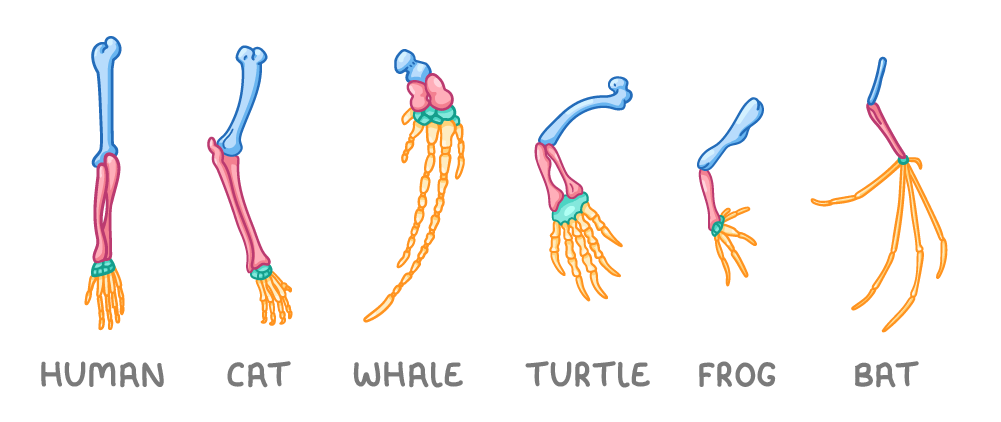 Six forelimb skeletons side by side, labelled human, cat, whale, turtle, frog and bat, each drawn with colour-matched bones: a blue upper arm, pink lower arm bones, a green wrist and orange digits.
