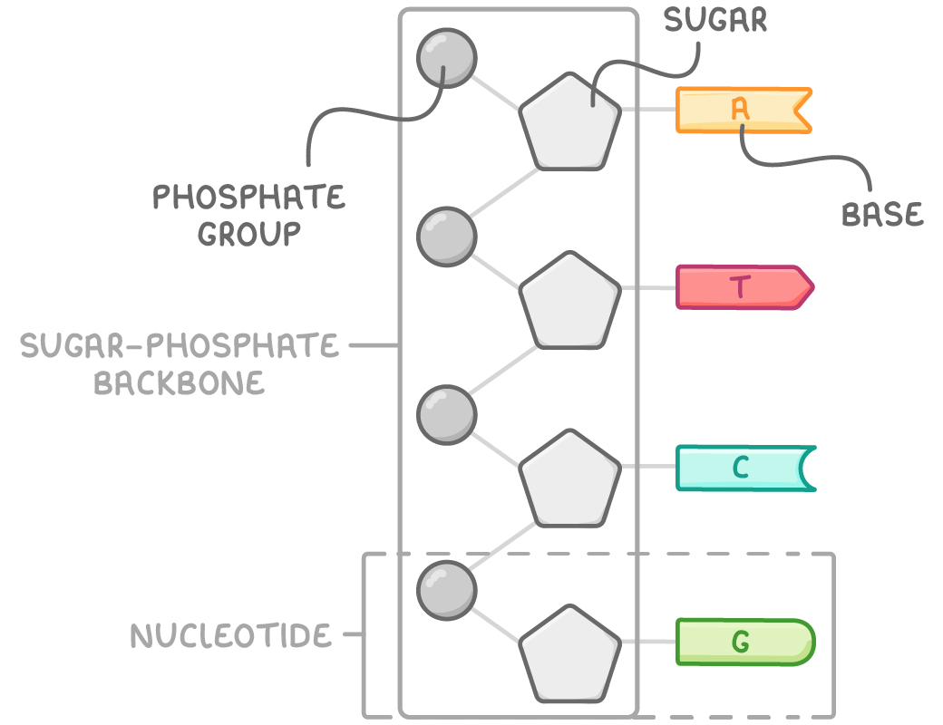 A single DNA strand laid flat: grey circles and pentagons alternating down a boxed column labelled sugar-phosphate backbone, with bases A, T, C and G attached, and labels phosphate group, sugar, base and nucleotide.