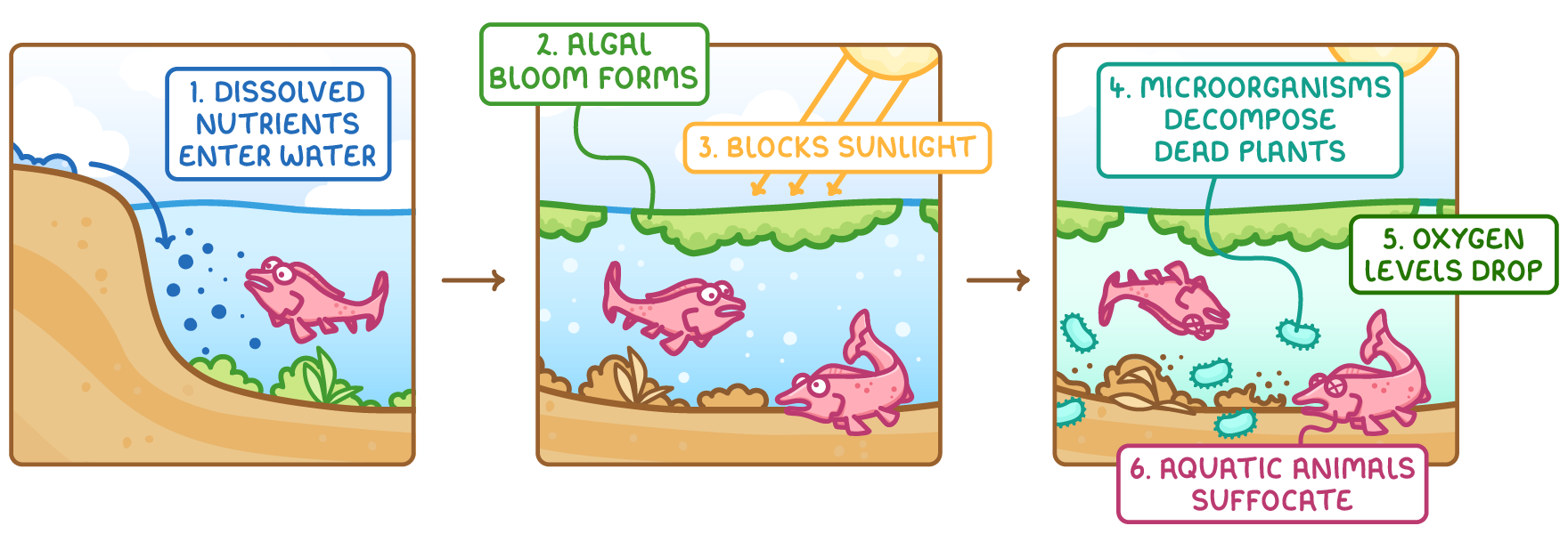 Three panels of a lake: dissolved nutrients wash in, an algal bloom blocks sunlight and water plants die, then microorganisms decompose the dead plants, oxygen levels drop and fish suffocate.