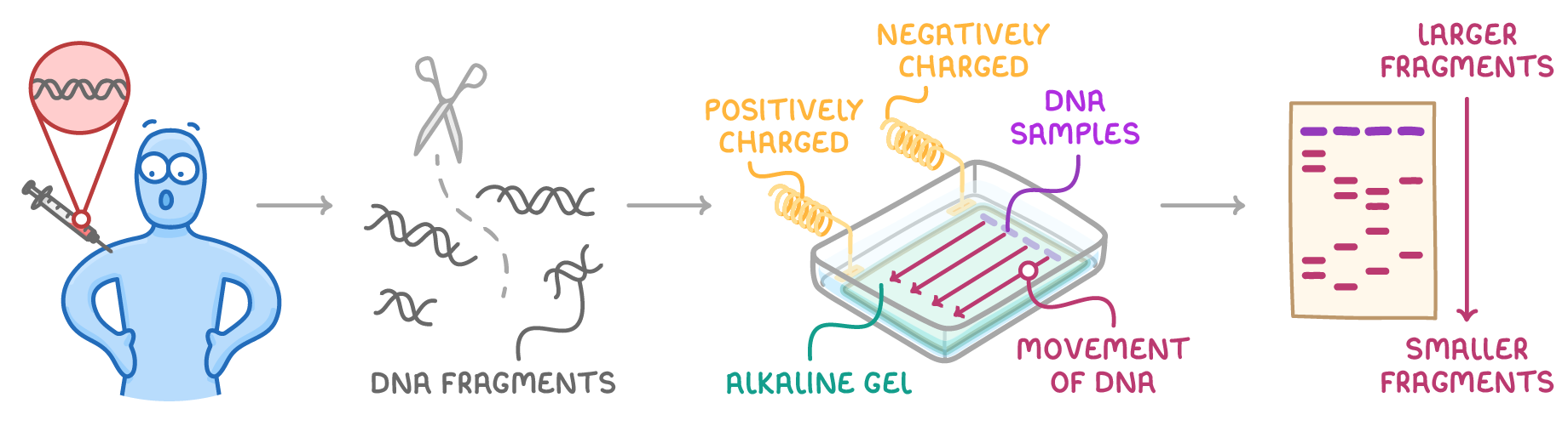 Four stages linked by arrows: blood taken from a person, DNA cut into fragments, a tank of alkaline gel labelled positively and negatively charged, and a band pattern from larger fragments to smaller fragments.
