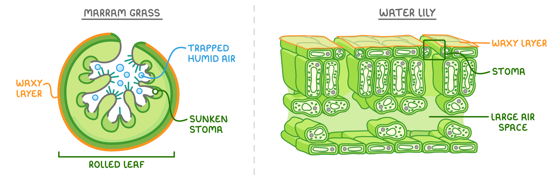 A rolled marram grass leaf in cross-section labelled waxy layer, sunken stoma, trapped humid air and rolled leaf, beside a water lily leaf labelled waxy layer, stoma on the top and large air space.