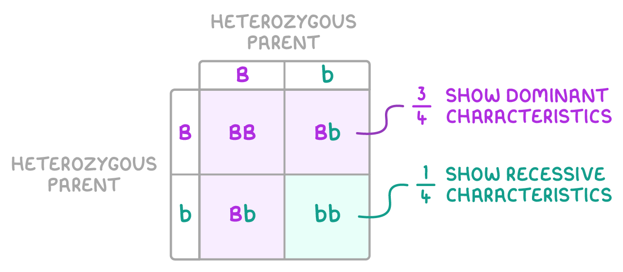 A two-by-two grid for two heterozygous parents, B and b along the top and side, cells reading BB, Bb, Bb and bb, labelled three-quarters show dominant characteristics and one-quarter show recessive characteristics.