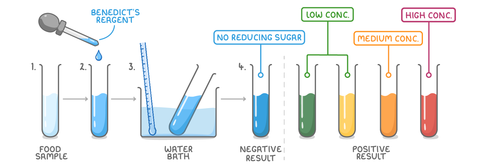 A food sample has Benedict's reagent added and is heated in a water bath, giving a blue negative result tube beside positive tubes coloured green, yellow, orange and red labelled low to high conc.