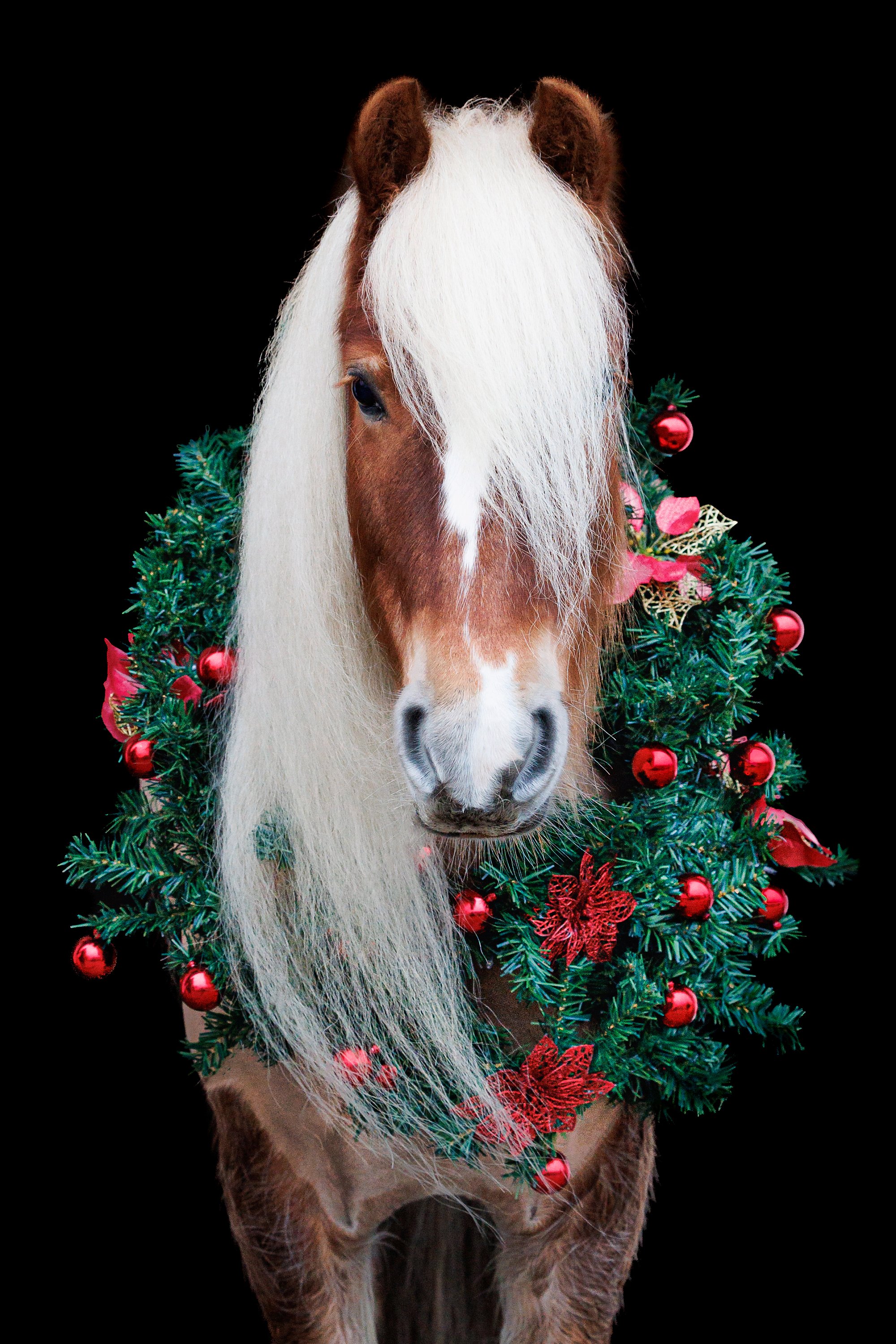 Christmas Mini Photoshoot | 22120495.jpg