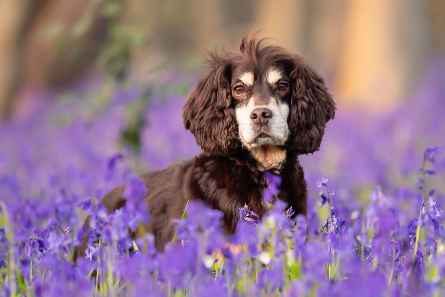 Bluebell Mini Photoshoot