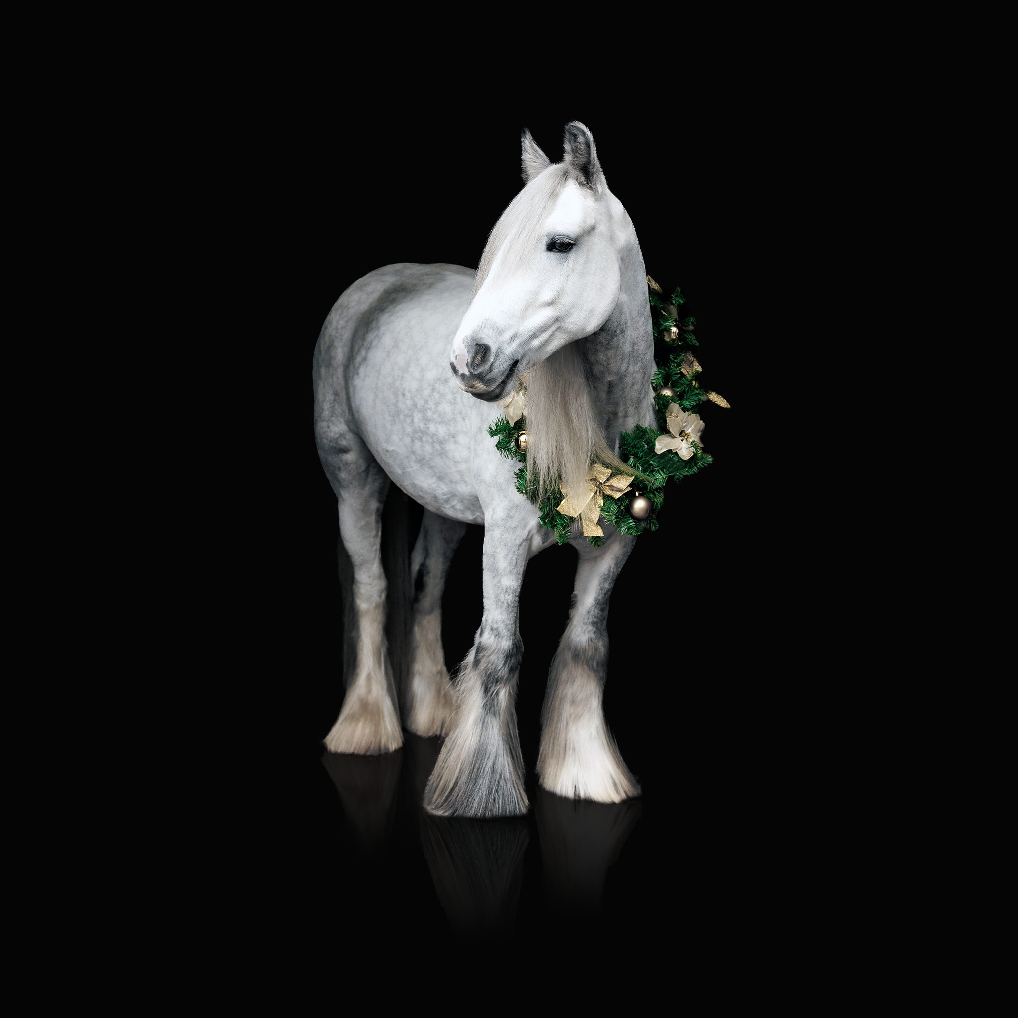 Christmas Mini Photoshoot | sovereign.png