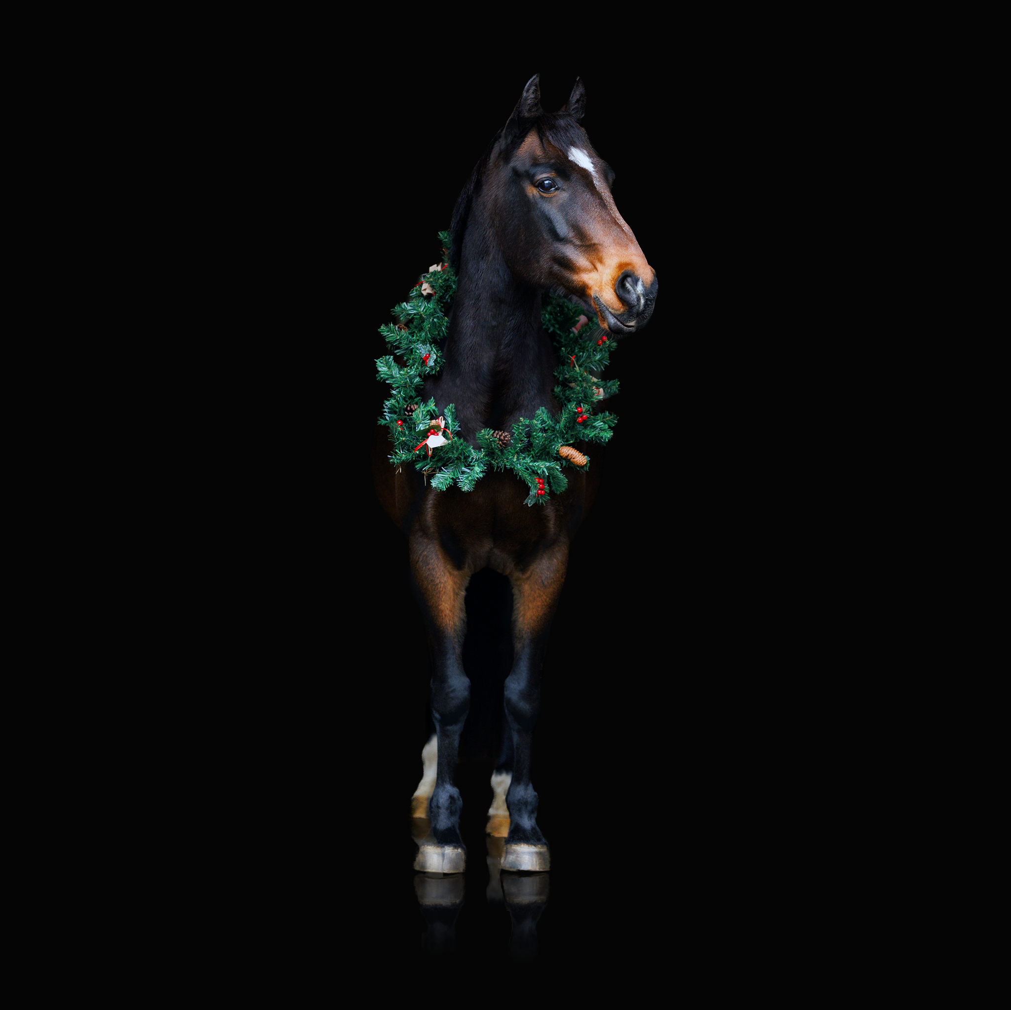 Christmas Mini Photoshoot | brenin.png