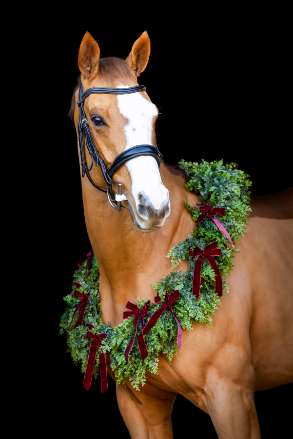 Christmas Mini Photoshoot