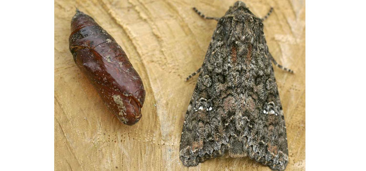 Small Brown Moths In House Uk