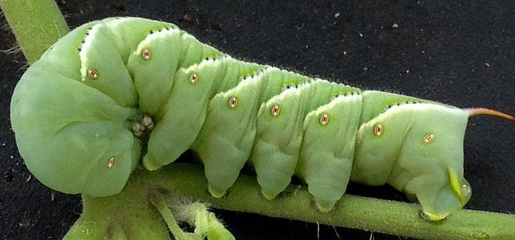 Tomato Hornworm Guide