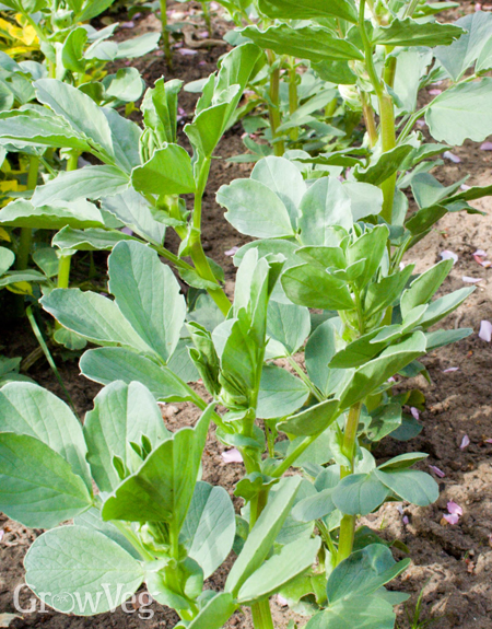 6 Must-Grow Crops to Sow This Autumn