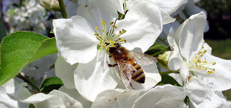 Honeycrisp Apple Pollination Chart