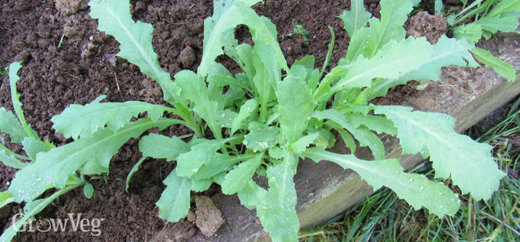 poppy seedlings too leggy poppy seedlings too leggy