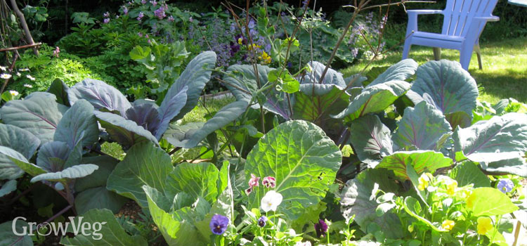 Vegetable Garden Design Choosing The Right Layout For Your Garden