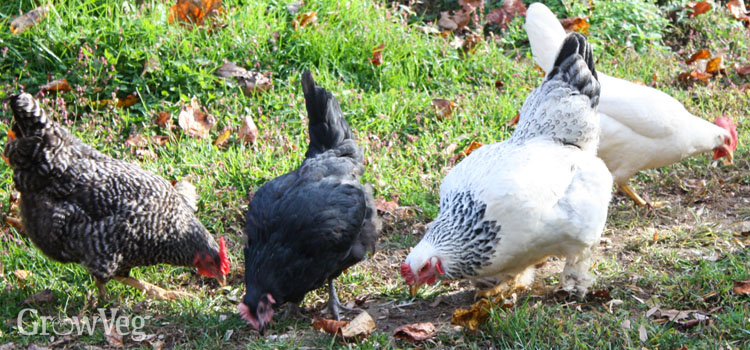 Using Animal Manure In The Vegetable Garden