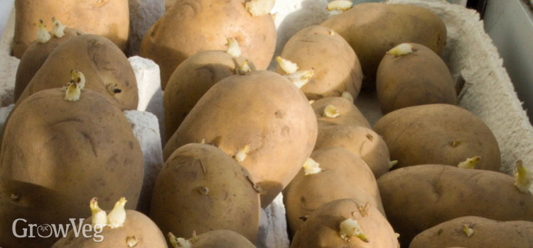 jersey seed potatoes