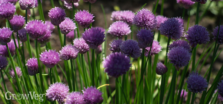 How To Harvest Chives All Year Round