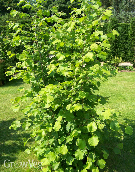 A Guide to Growing Your Own Hazelnuts