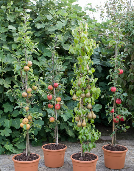 Cordon Fruit Trees How To Get The Best Harvest From A Small - 