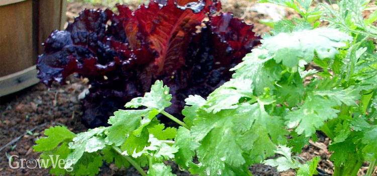 Growing Lettuce for Companion Planting
