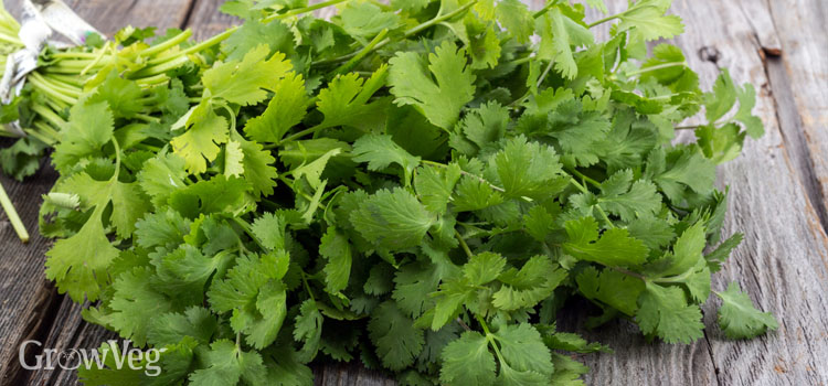 The Cilantro Controversy