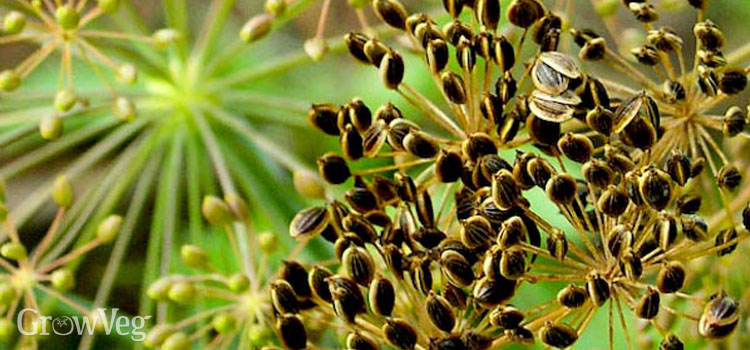 Growing And Harvesting Garden Dill