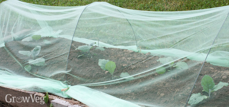 eggplant under netting 2x - چگونه از نشاء بادمجان مراقبت نماییم ؟