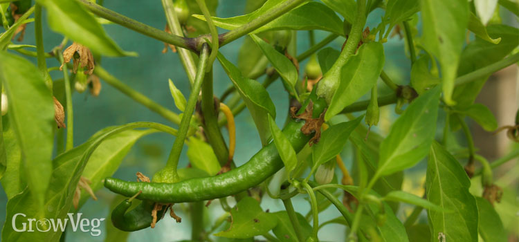 Green chillies
