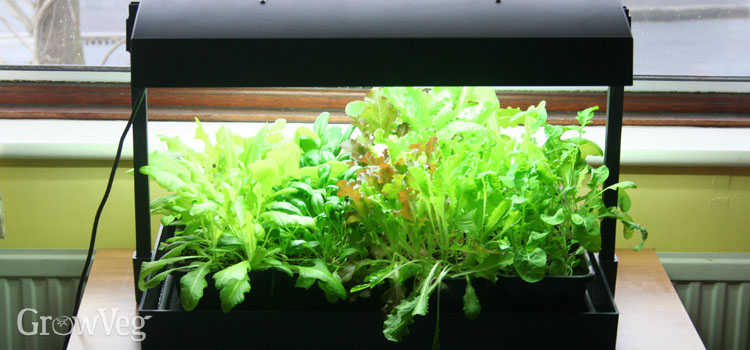 growing lettuce under grow lights