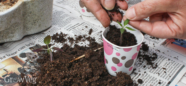 handling tomato seedling by leaves 2x - نشاء گوجه گوجه فرنگی چیست