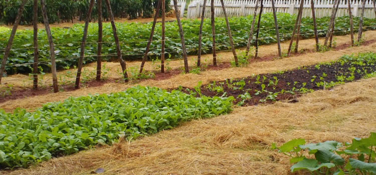 Looking Between The Beds Vegetable Garden Pathways