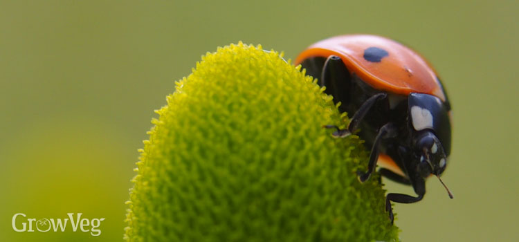 Ladybird