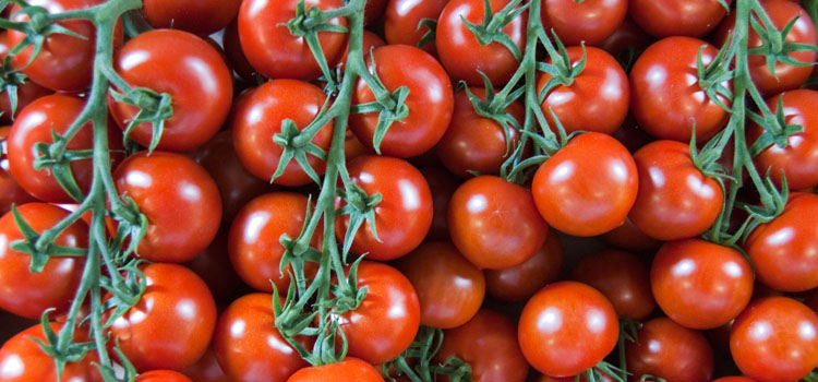 Simple Steps To Growing Masses Of Tomatoes