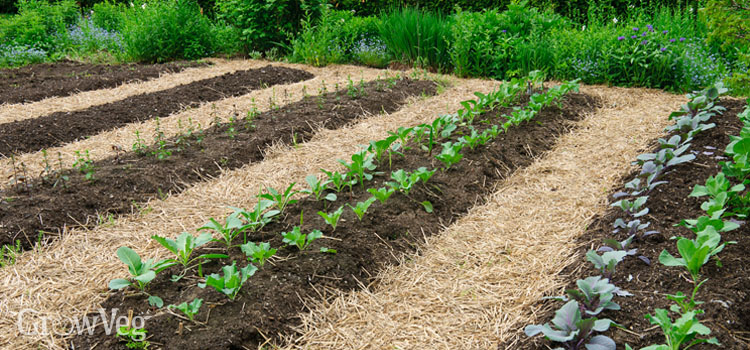 Deep beds made using no-till methods