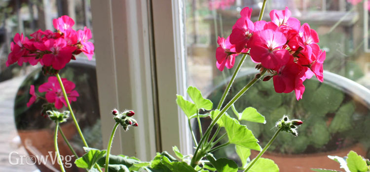 grow lights for overwintering plants