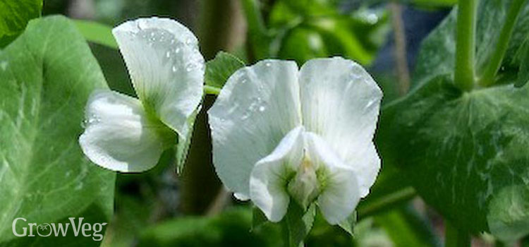 Pea flowers