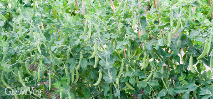 Prolific pea plants