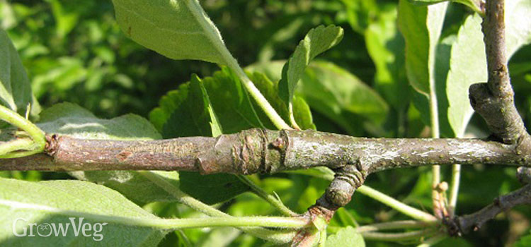 The Benefits Of Pruning Apple And Pear Trees In Summer