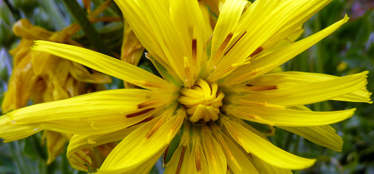 Scorzonera flower. Photo courtesy of littlemisspurps