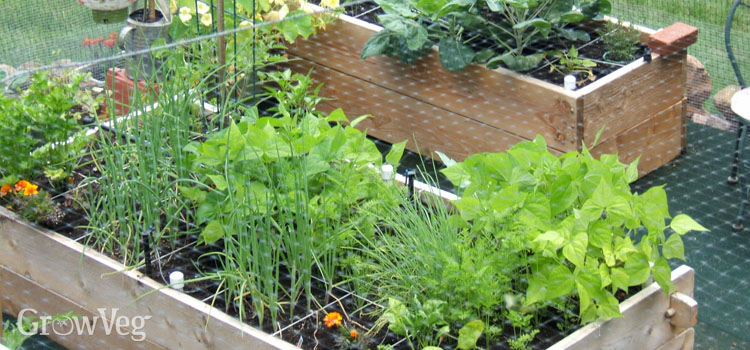 Planning A Square Foot Vegetable Garden - 