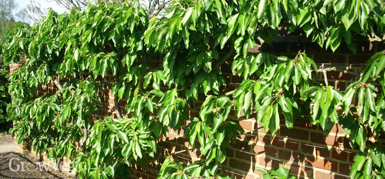 How To Grow Your Own Delicious Cherries