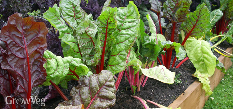 Swiss chard growing in a raised bed