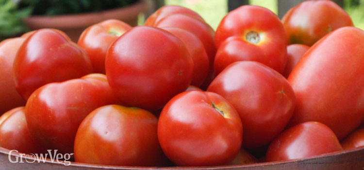 Roma Tomato Size Chart