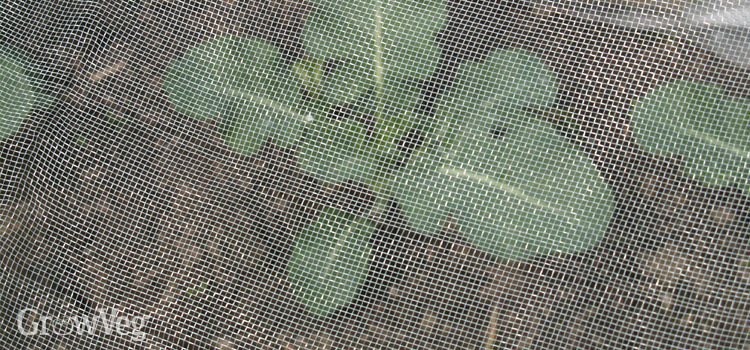 Top Tips for New Gardeners - Part 2