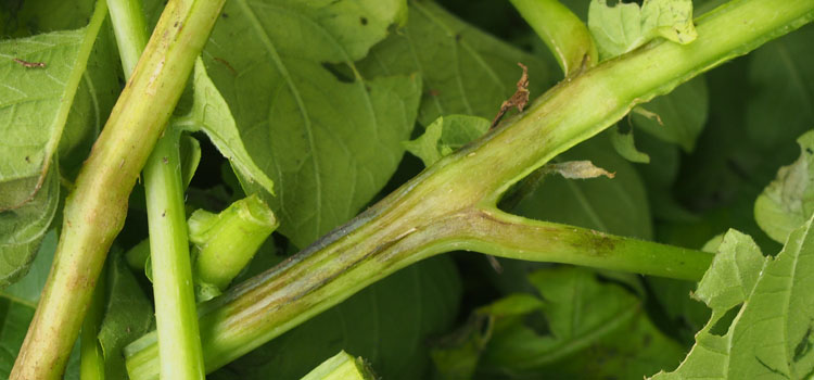 late blight guide late blight